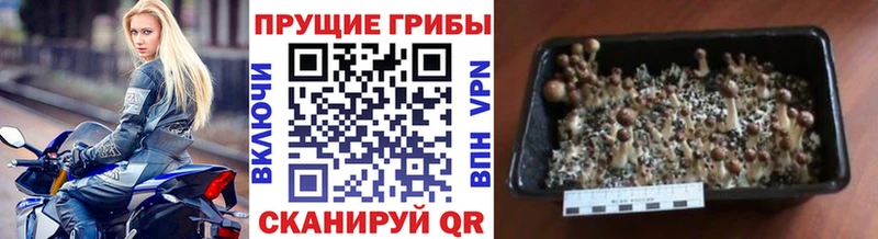 Псилоцибиновые грибы GOLDEN TEACHER  Купить где  Белозерск 